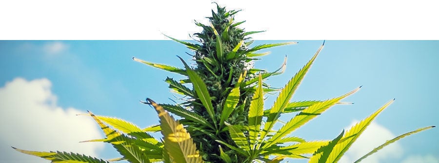 Buy Feminized Cannabis Seeds - Zamnesia